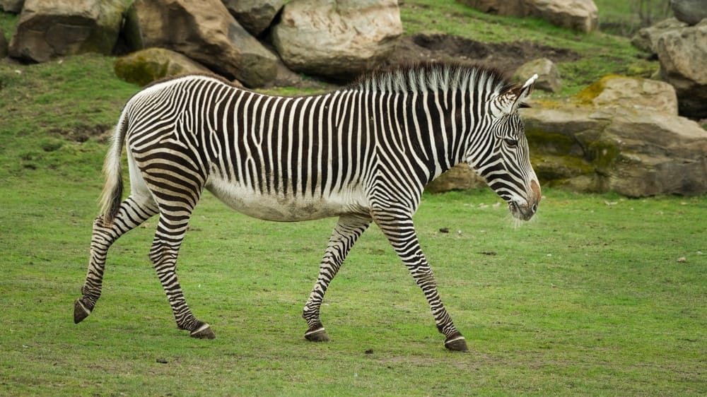 Ha rendelkezik ezekkel a tulajdonságokkal, akkor ön is zebra, és erre legyen büszke
