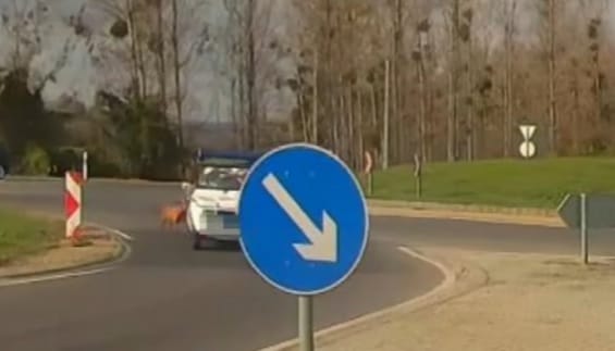 Körforgalomban haladó autóból esett ki egy kutya Keszthelyen
