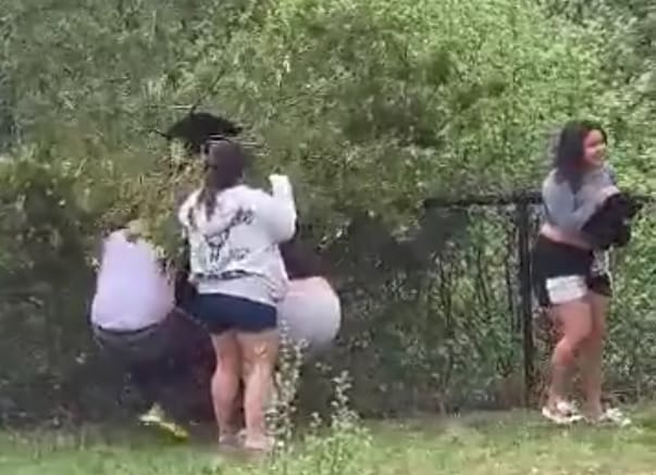 Videón, ahogy turisták lerángatnak a fáról két medvebocsot, hogy szelfizni tudjanak velük