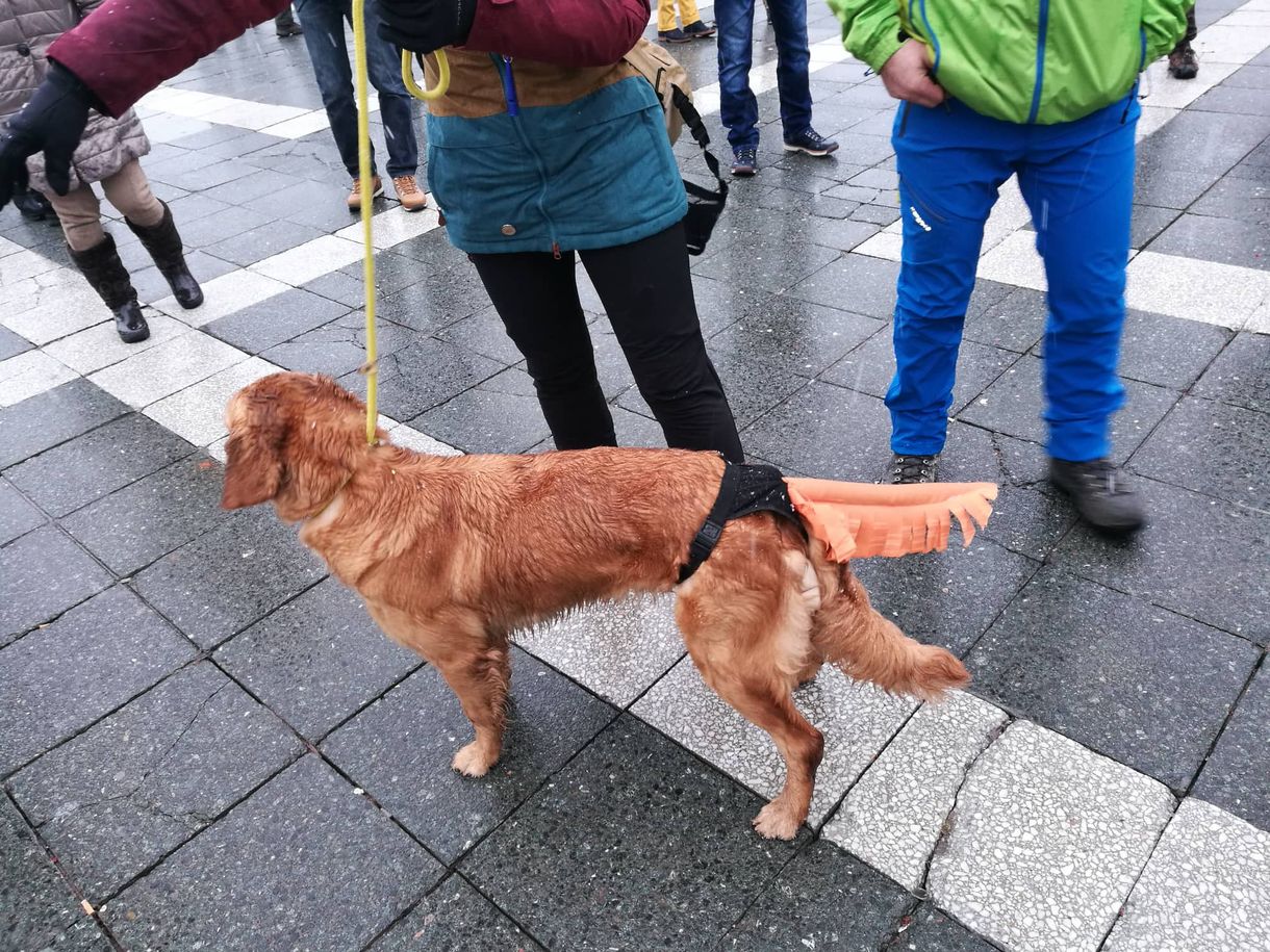 Nem tilthatta volna meg a rendőrség a Kutyapártnak, hogy Cegléden tüntessenek