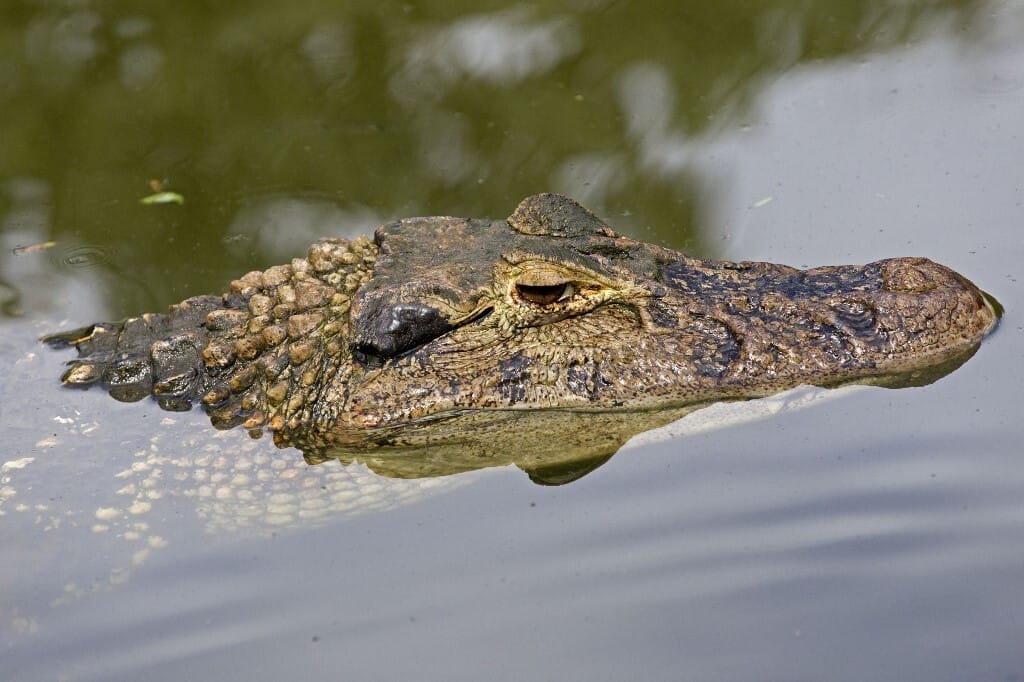 Aligátor ölt meg egy tavon kenuzó nőt Floridában