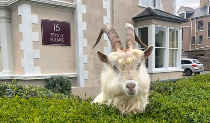 A walesi kecskék ellenállnak a kijárási korlátozásoknak