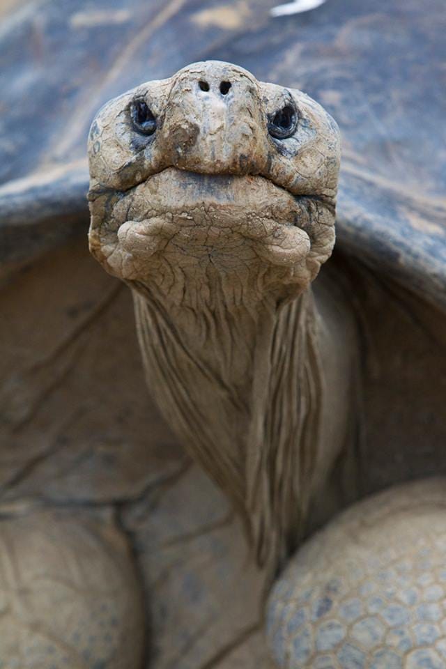 Meghalt a 150 éves galapagosi emigráns