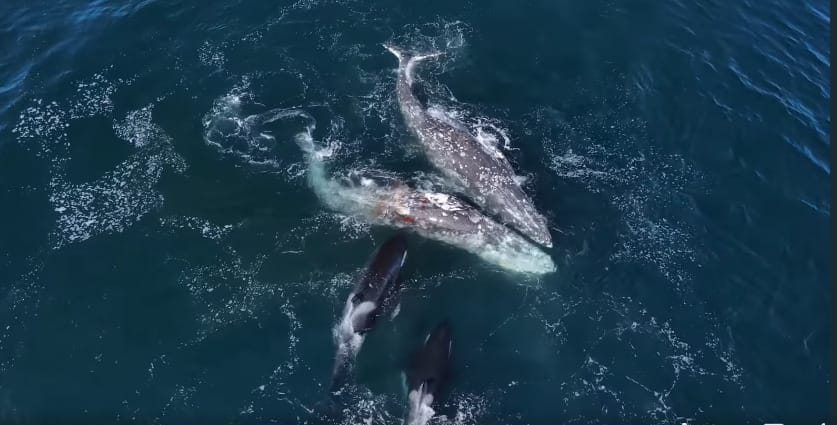 Bálnákat támadott meg egy csapat kardszárnyú delfin – videó
