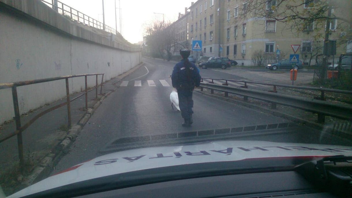 Fotó: Egy hattyú okozott dugót a Gubacsi hídon