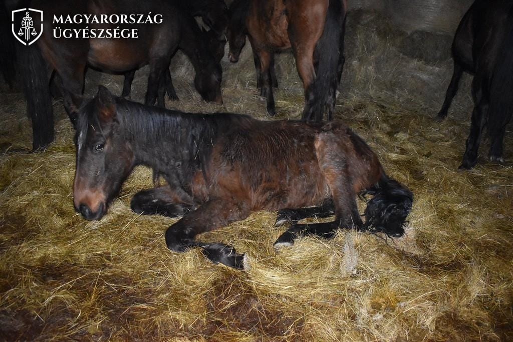 Borzalmasan elhanyagolta lovait egy rétsági gazda, a járási ügyészség felfüggesztett szabadságvesztés kiszabását kérte