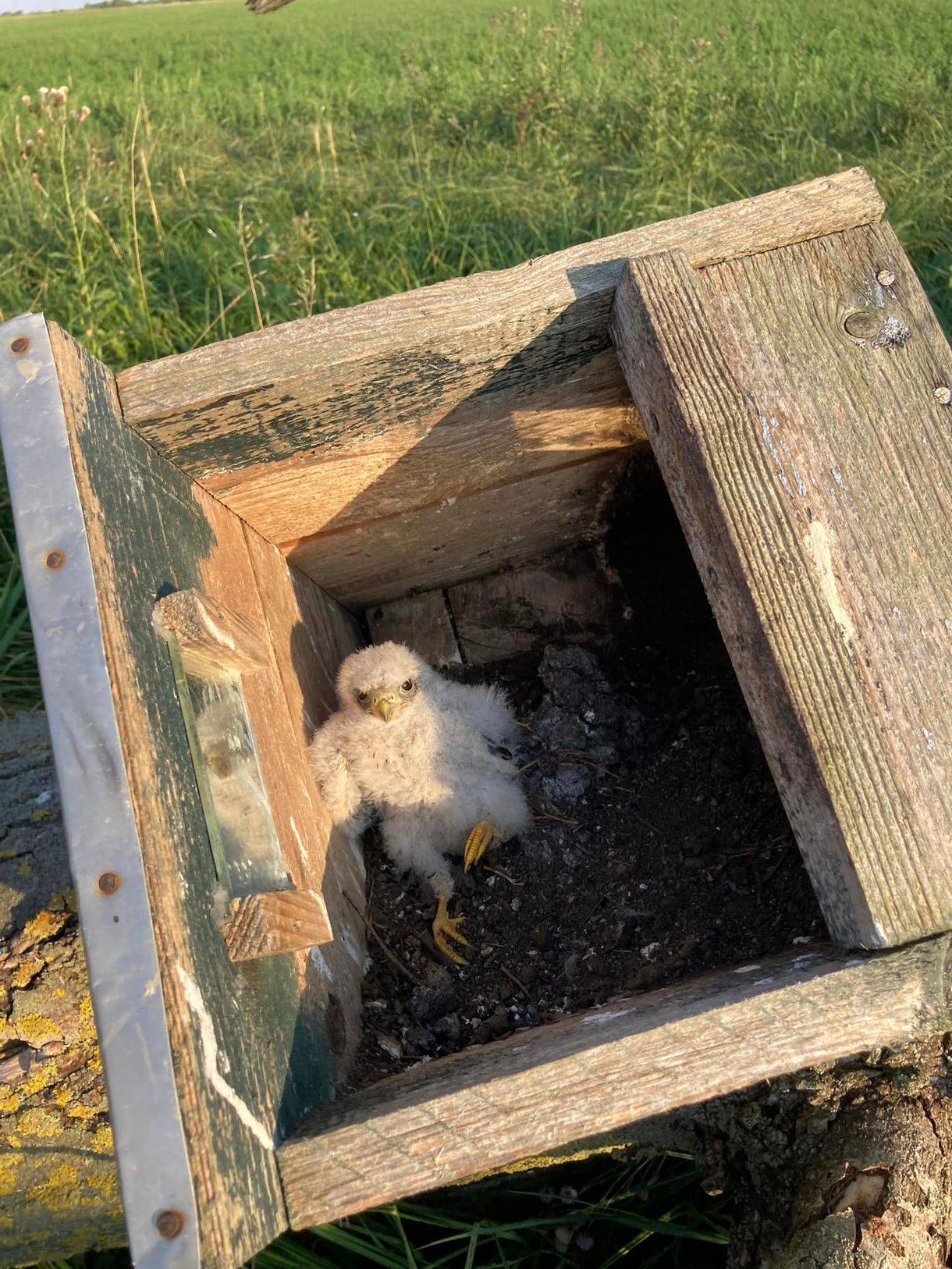 Óriási pusztítást végzett a jászsági ítéletidő a kék és a vörös vércsék között