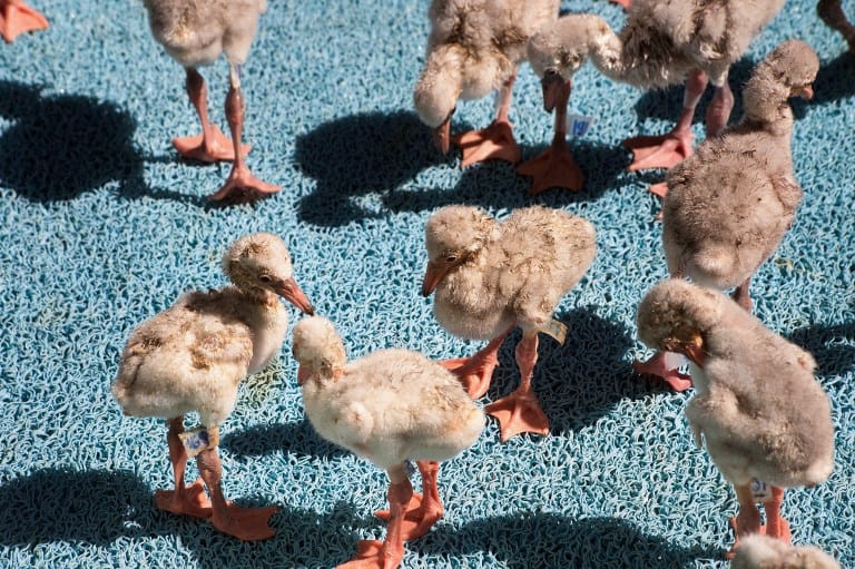 Kétezer flamingófiókát mentettek meg a szárazságtól