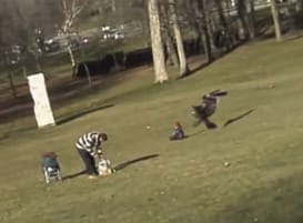 Kamu lehet a kisgyereket elragadó sasról készült YouTube-videó