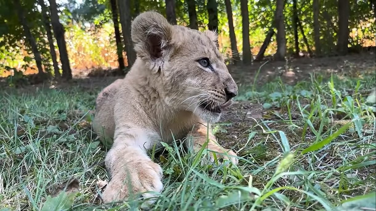 Már lehet látogatni a legmázlisabb, menekült kisoroszlánt – videó