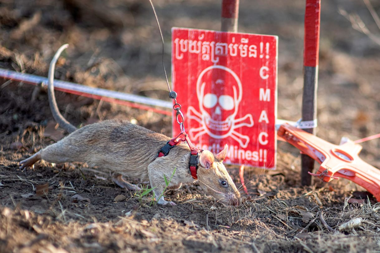 Rekordot döntött Kambodzsában Ronin, az aknakereső patkány