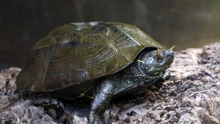 Szarvacskákat visel a szemhéján egy ritka kínai teknős