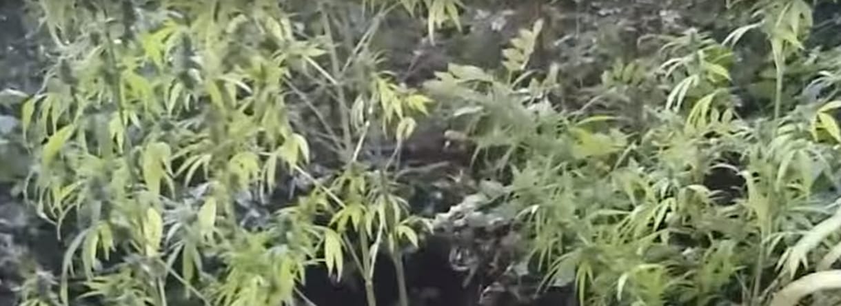 Európa egyik legnagyobb hasiskereskedő bandájára mért csapást a spanyol rendőrség