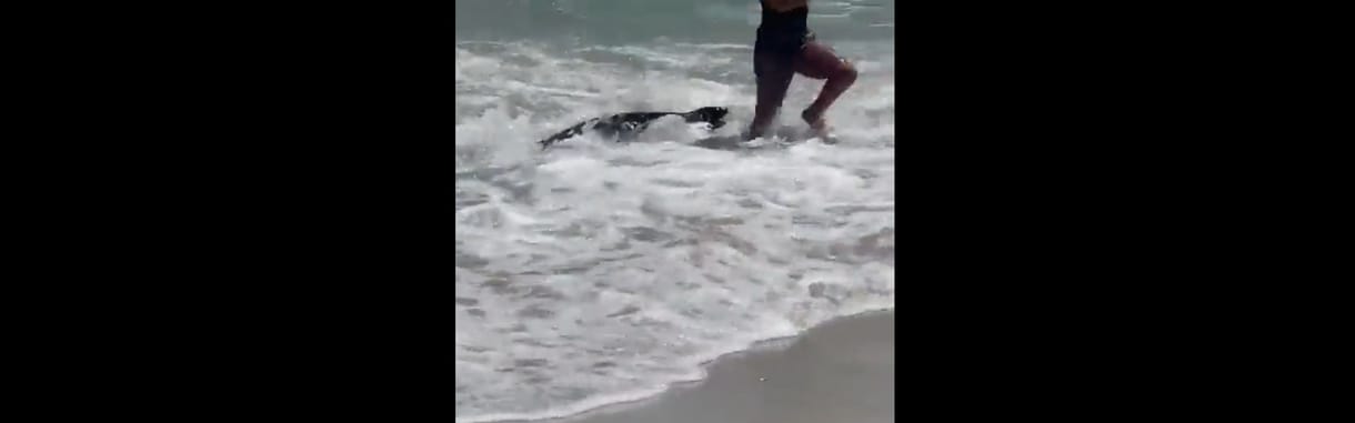 Strandolókat terrorizált egy kisfóka – videó