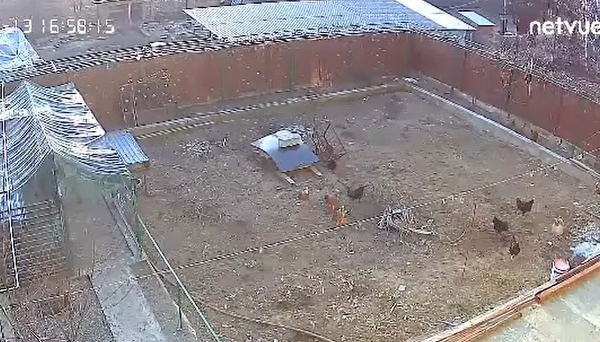 Videón, ahogy a romániai földrengés felforgatja egy baromfiudvar életét 