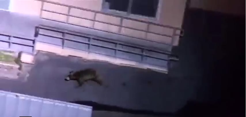 Medvét üldöztek Los Angelesben – videó