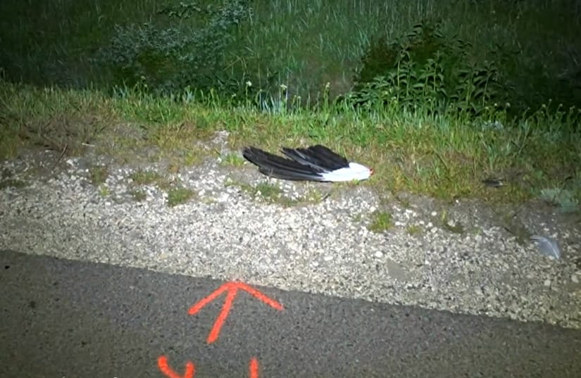 Gólyával ütközött, meghalt egy motoros Hódmezővásárhelynél