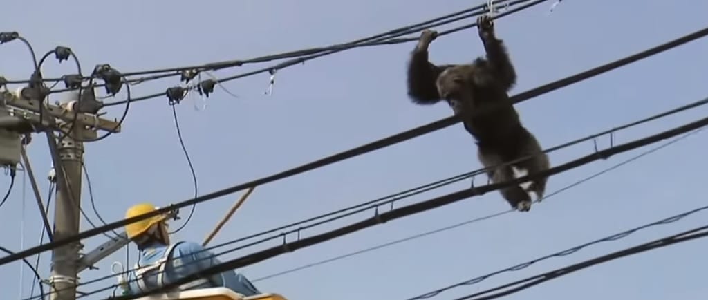Elszökött egy csimpánz egy állatkertből – videó
