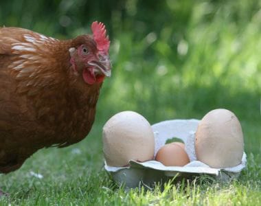 Óriástojás: Harriet túltojta saját rekordját