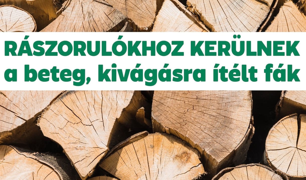 Rászorulókhoz adják a II. kerületben a kivágásra ítélt fákat