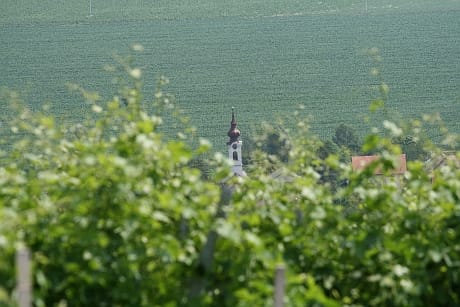 Megválasztották Magyarország legszebb szőlőbirtokait, Szekszárd tarolt