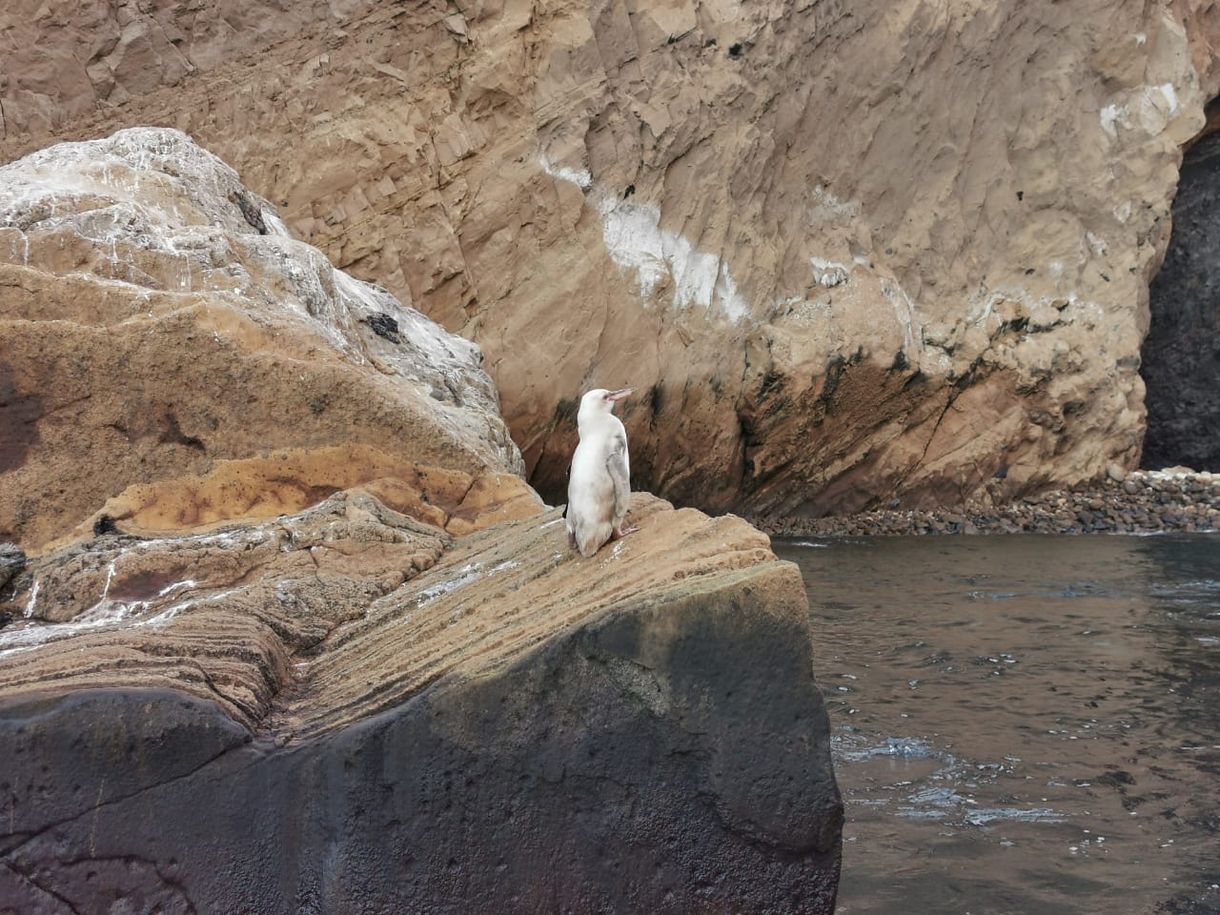 Ritka fehér pingvint láttak a Galápagos-szigeteken – videó