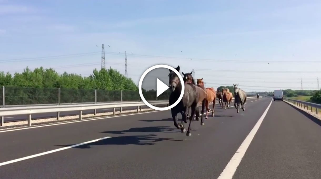Lovak vágtáztak az M6-os autópályán – videó