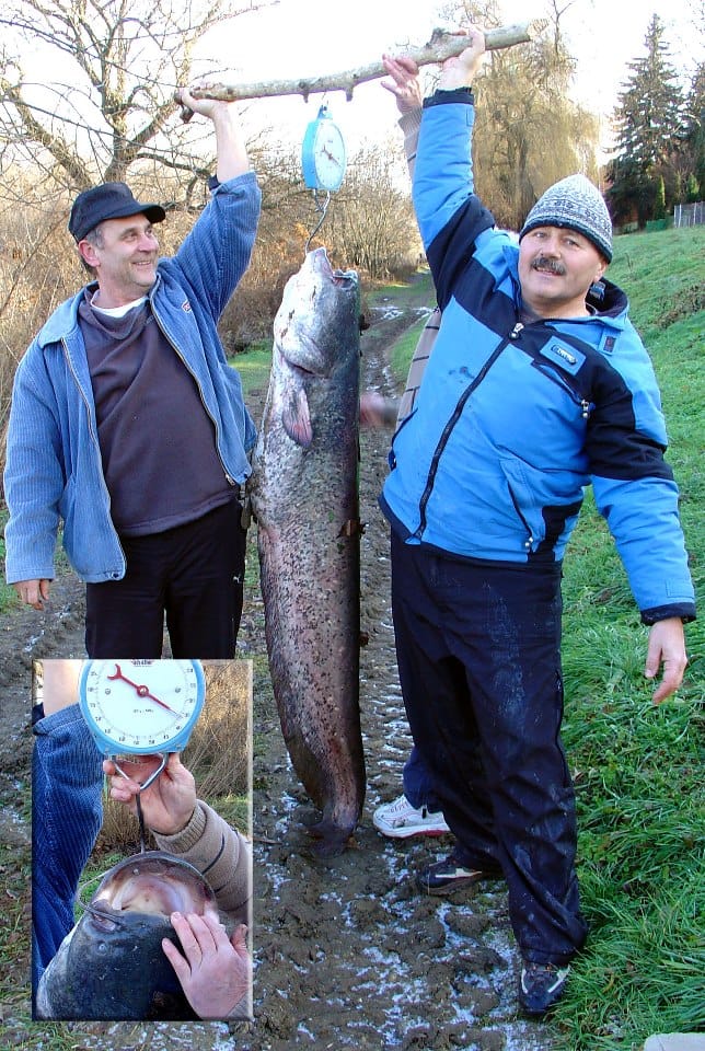 Fotó: kapitális harcsa került elő a Tiszából