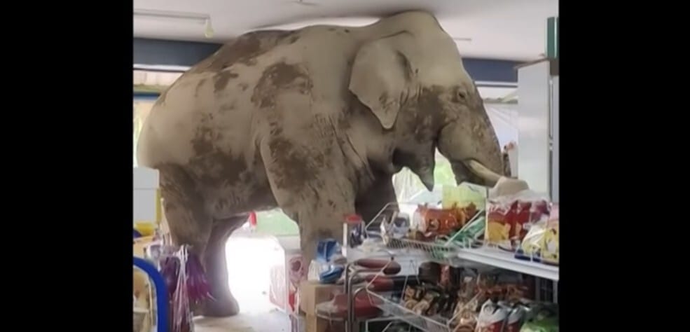 Levideózták, ahogyan egy thaiföldi elefánt bemegy egy boltba és kiszolgálja magát