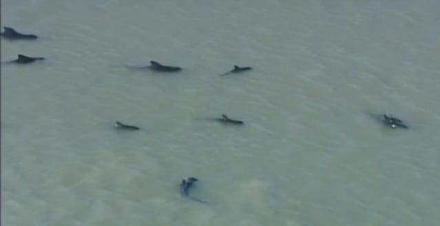 Videó: tömegével vetődtek partra delfinek Floridában