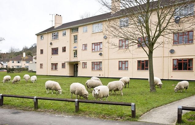 Élő fűnyírók rontják a kertészek bizniszét Angliában