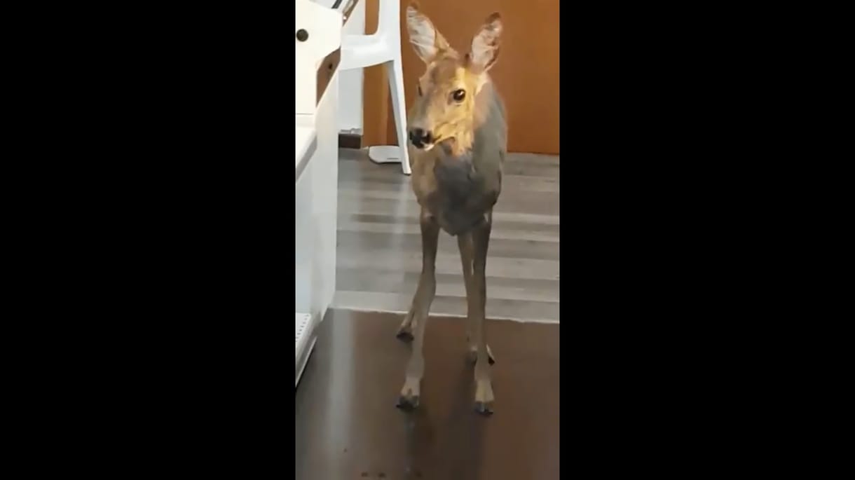 Bambi lement kenyérért