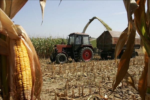 Monsanto: Állandósult ellenállás