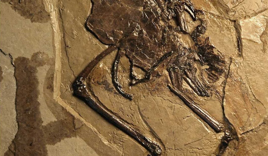 110 millió éves madár maradványaira bukkantak Kínában, de van nagyobb meglepetés is
