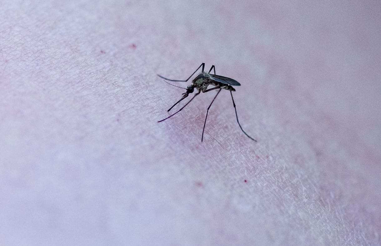 Több mint százezer hektáron irtják a szúnyogokat a héten