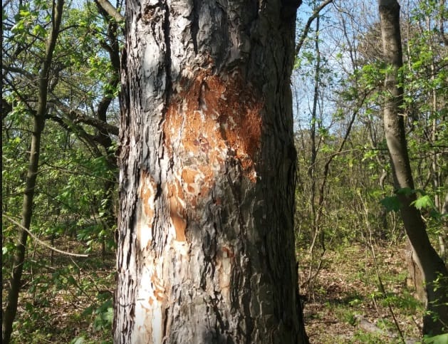 Rejtélyes, a turistajelzéseket baltával levagdosó vandált keresnek a budai hegyekben