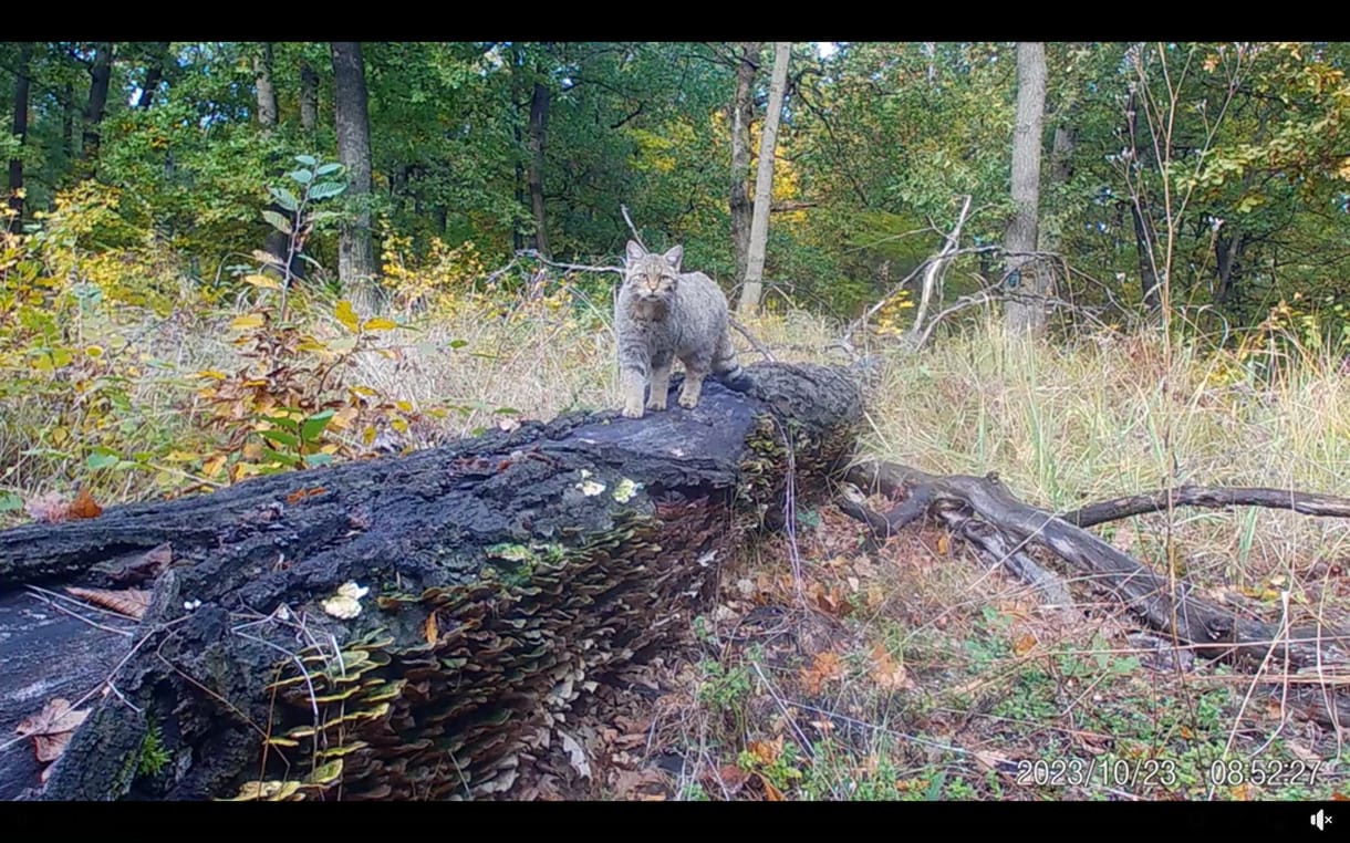 Fokozottan védett vadmacska vizsgálta meg alaposan a nemzeti park kameráját a Börzsönyben – videó