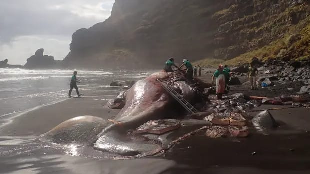 188 millió forintot érő „lebegő aranyat” rejtett egy, a La Palma partjainál elpusztult bálna
