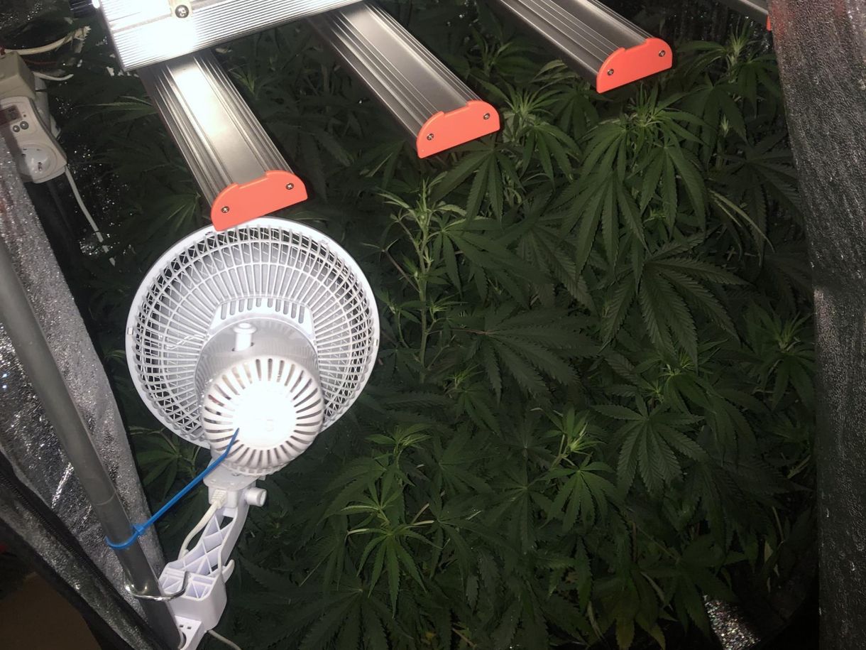 „Illegális hobbikert”: társasházi lakásban termesztett marihuánát egy szegedi férfi