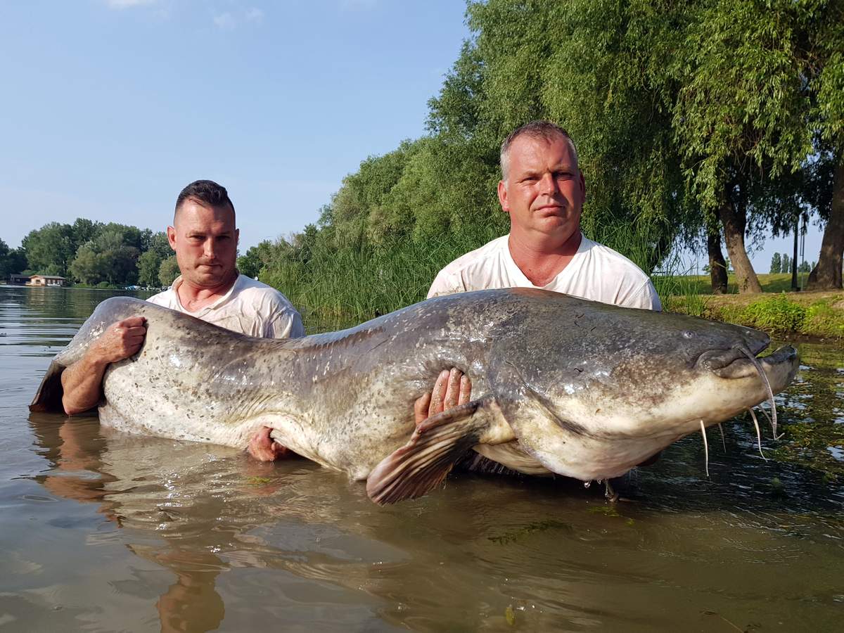 Harcsaszörnyet fogtak ki a Tisza-tóból – fotók