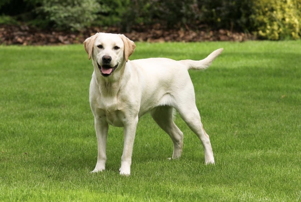 Találtak egy közös gént a hízásra hajlamos emberekben és a labradorokban