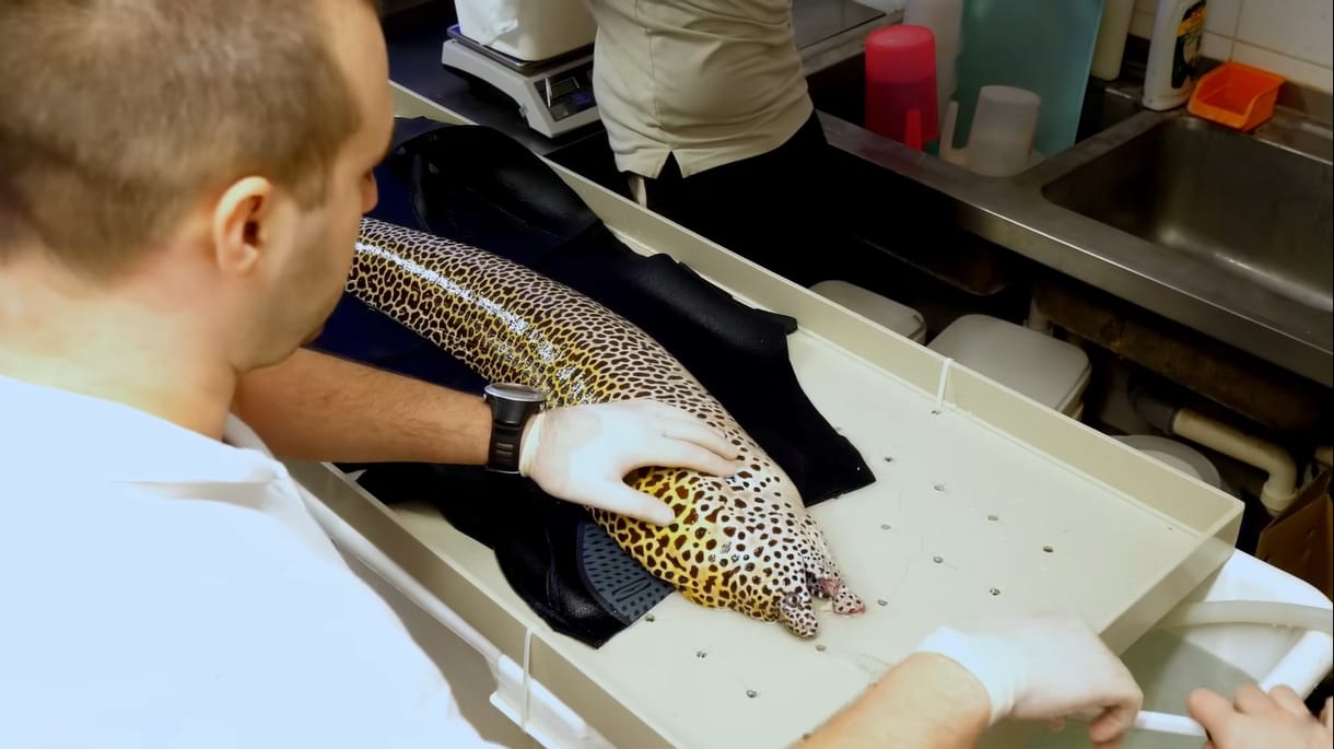 Tudja, hogyan műtenek meg egy élő halat? – videó