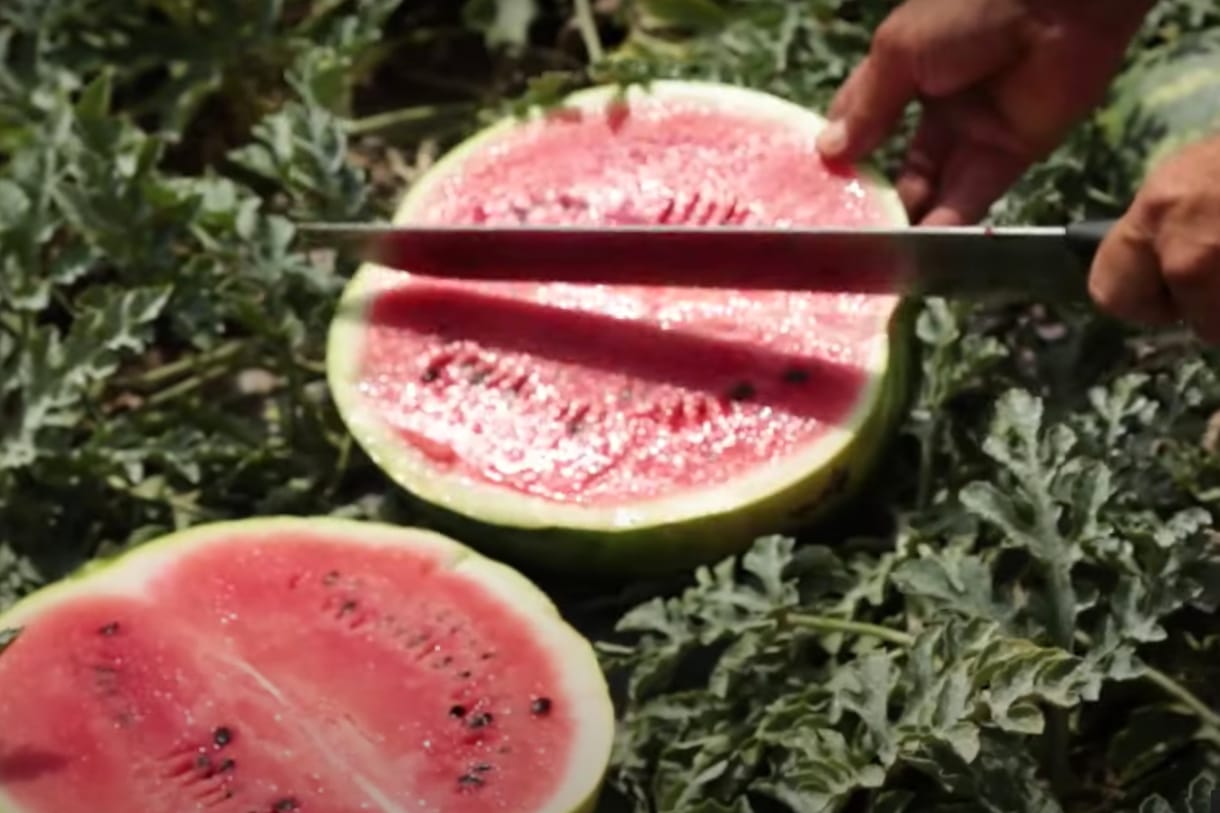 Tiltakoznak a termelők az Aldi 149 forintos dinnyeakciója miatt