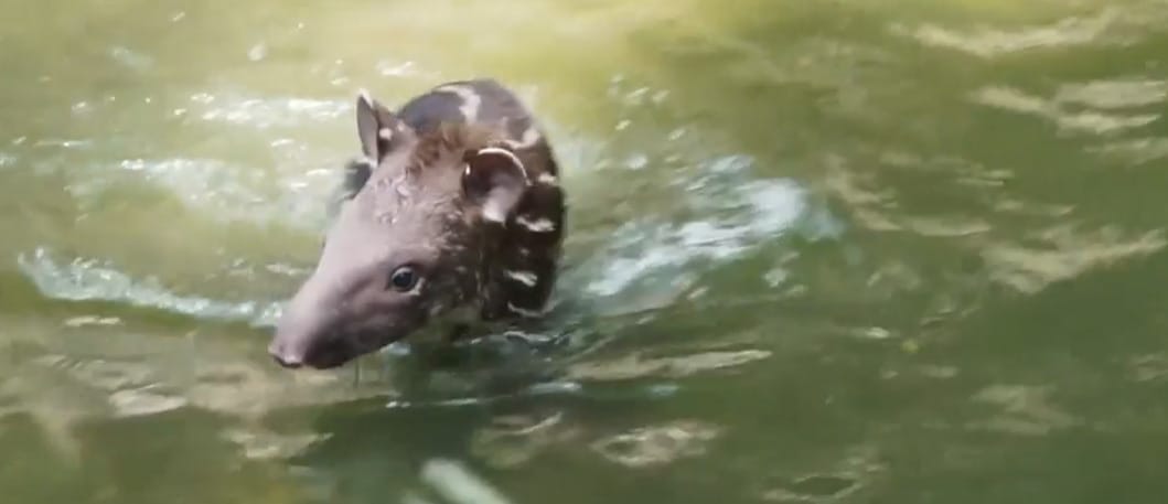 Úszott egyet Rezső, a másfél hónapos tapírkölyök, és erről szerencsére videó is készült