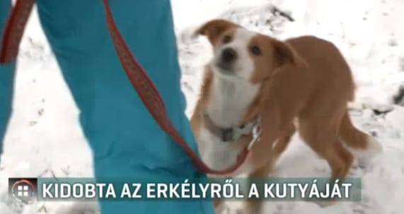 Kidobtak egy kutyát egy dunakeszi panelház első emeletéről