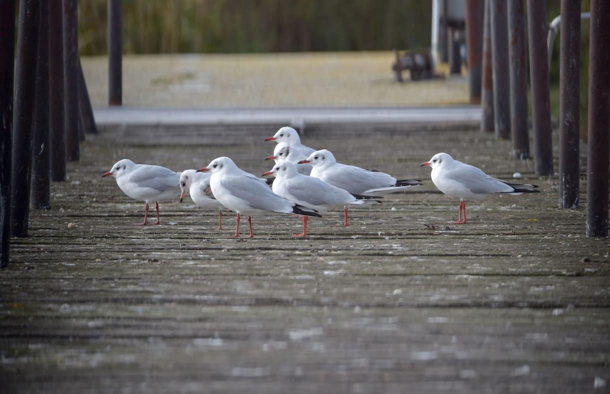 A Balatont már elvitte a NER, most a Fertő tó következhet