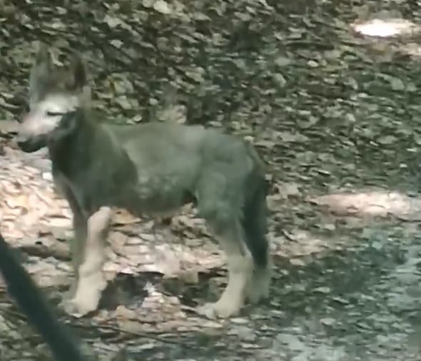 A Bükkben kószáló farkaskölyköt vettek videóra