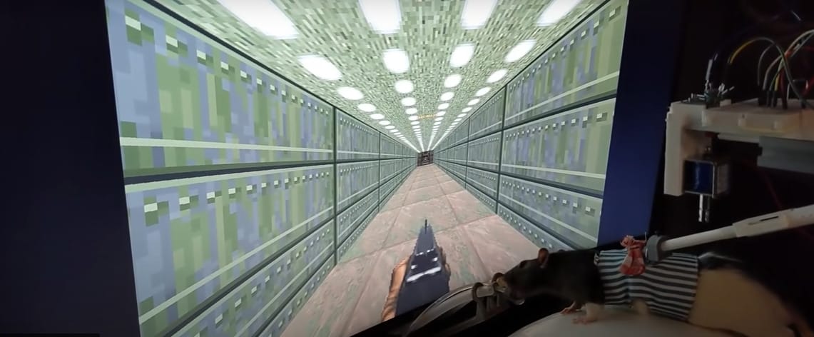 Patkányokat tanított meg videójátékozni New Yorkban egy fiatal magyar tudós