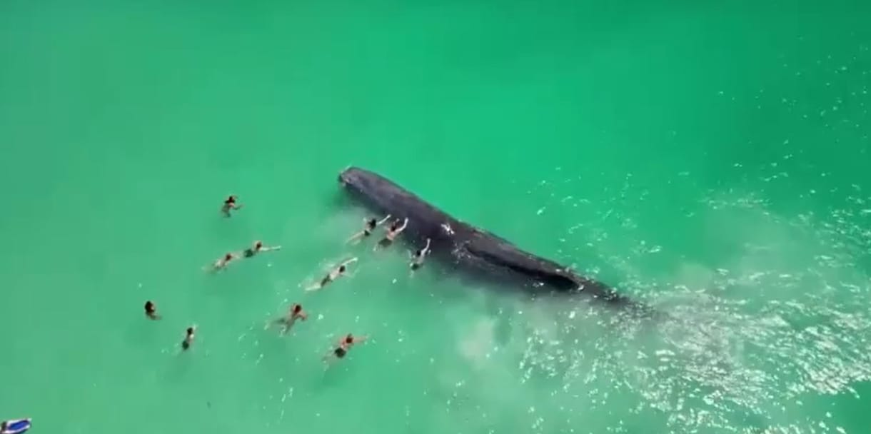 Hatalmas bálna úszott a strandon fürdőzőkhöz, majd hagyta, hogy megsimogassák – videó