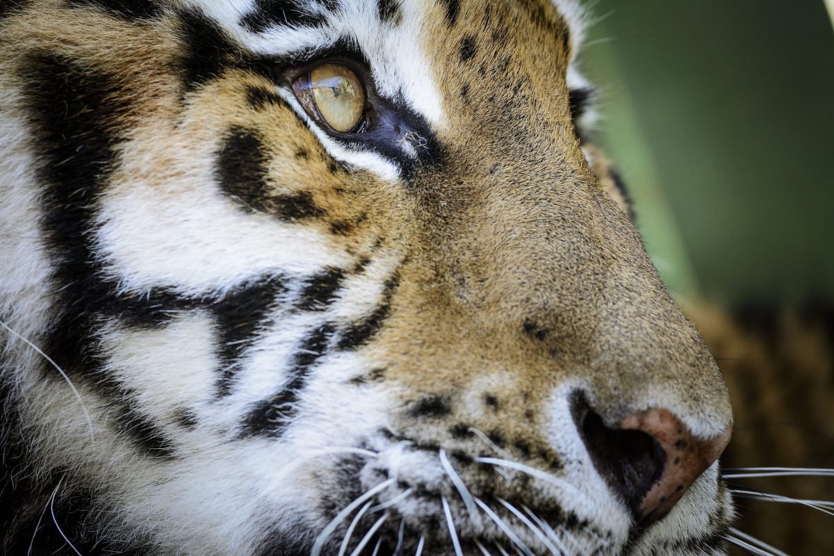 Tigris támadott meg egy férfit egy Bács-Kiskun megyei magánállatkertben